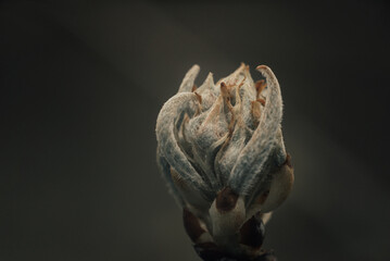 young leaves of an apple tree, buds on an apple tree