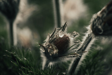 dream grass, morning dew on flowers