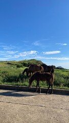 horse and carriage