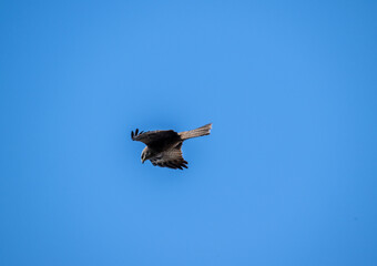 hawk hunting for food on a sunny spring day