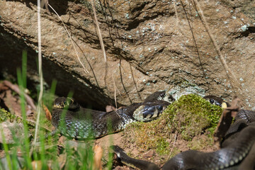 Grass snakes by a rock in the spring sun