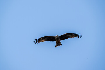 kite hunting for food on a sunny spring day