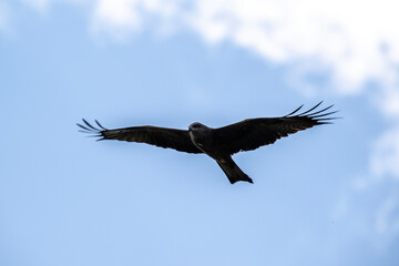 kite hunting for food on a sunny spring day