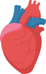 Human heart anatomy. Human organ icon. Vector illustration.