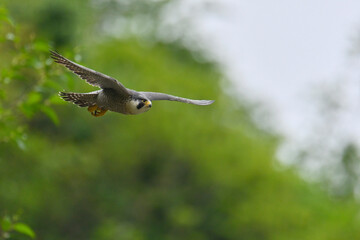 Peregrine Falcon  