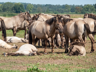 Obraz na płótnie Canvas Grey and black Semi-wild Polish Konik horses spending time together in a floodland meadow with green vegetation in summer. Wild horse reintroduction