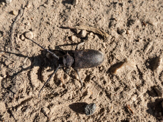 Close-up of the weaver beetle (Lamia textor) on the sandy ground in bright sunlight in summer