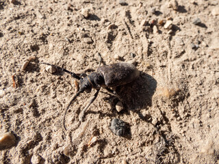 Close-up of the weaver beetle (Lamia textor) on the sandy ground in bright sunlight in summer