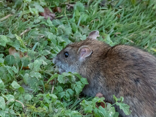 Close-up of common rat (Rattus norvegicus) with dark grey and brown fur in green grass surrounded in sunlight