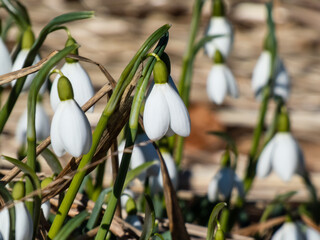 Close-up of the snowdrops (Galanthus imperati) 'Ginn's Form' with long, elegant flowers and a strong scent with dry grass background in sunlight