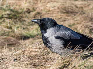 The hooded crow (Corvus cornix) eating its prey in dry grass. Bird tearing a small mammal in pieces and eating it