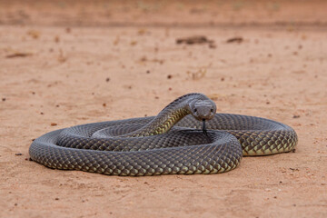 Australian Highly venomous Mulga or King Brown Snake