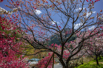 花桃の里