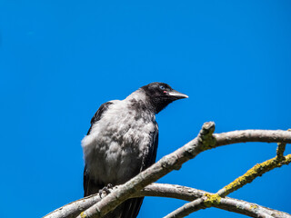 Close-up shot of the juvenile hooded crow (Corvus cornix) with dark plumage and with blue and grey eyes sitting on a branch of a tree in bright sunlight with blue sky in background