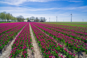 tulip fields in the netherlands