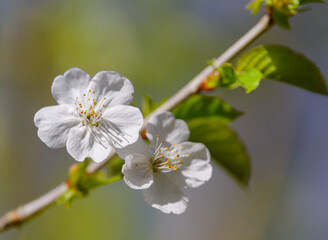 white fruit tree blossoms
