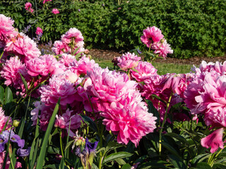 Chinese Peony, Garden Peony 'Wrinkles & Crinkles' (Paeonia lactiflora) flowering with full, rich pink flowers in sunlight in the garden