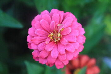 Obraz premium Macro portrait photo of an red 