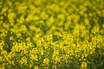 Young canola flowers