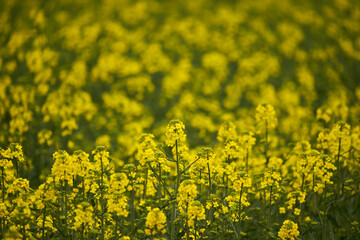 Young canola flowers