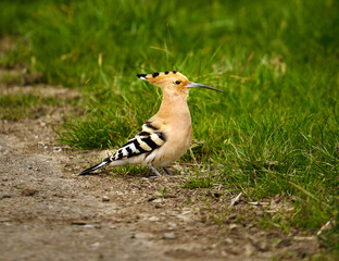 Hoopoe on the ground