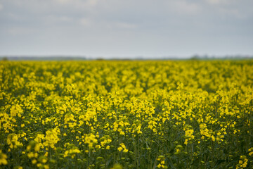 Canola field under cloudy sky