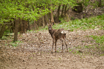 Roebuck shedding its winter fur