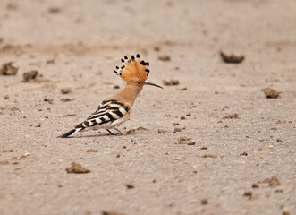 Hoopoe on the ground
