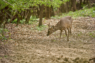 Roebuck shedding its winter fur