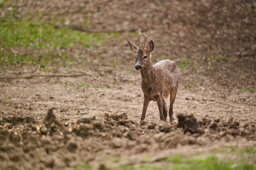 Roebuck shedding its winter fur