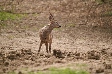 Roebuck shedding its winter fur
