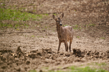 Roebuck shedding its winter fur