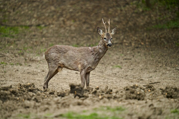 Roebuck shedding its winter fur