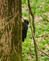 Black woodpecker on a tree