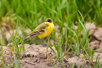 Black headed yellow wagtail in a wheat field