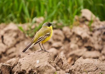 Black headed yellow wagtail in a wheat field