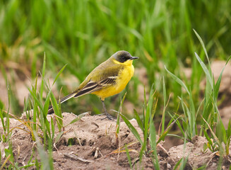 Black headed yellow wagtail in a wheat field