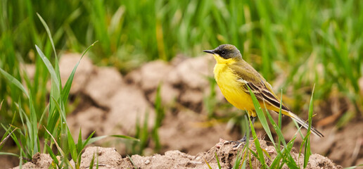 Black headed yellow wagtail in a wheat field