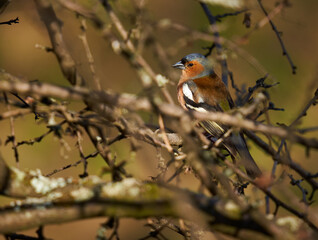 Chaffinch bird in a tree