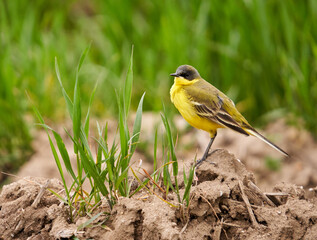 Black headed yellow wagtail in a wheat field