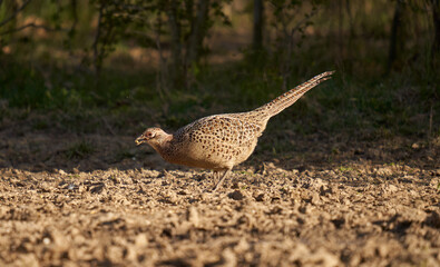 Female pheasant on the ground