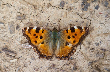 Small tortoiseshell butterfly on the ground