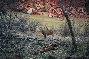 Hiking in spring through the beautiful Zion National Park in Utah, USA