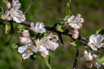 bee on blossom in the spring