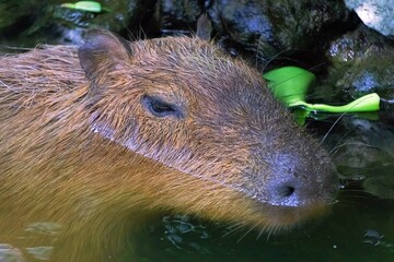 closeup of a capybara