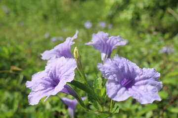 Landscape image, ruellia tuberosa flowers purple flowers naturally occurring local people called Dok Toi Ting , blur background.