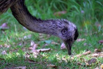 closeup portrait of an ostrich