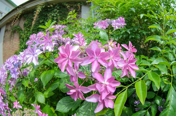 紫色のアジサイの花