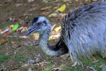 Fototapeta premium close up of a ostrich