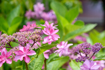 紫色のアジサイの花